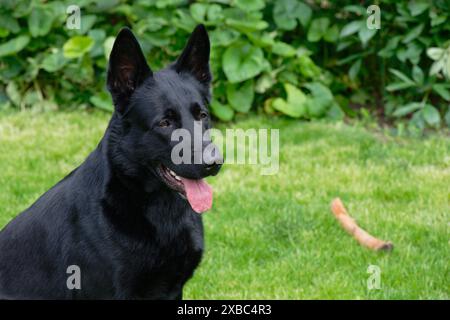 Schwarzer deutscher Schäferhund auf einem grünen Grasfeld Stockfoto