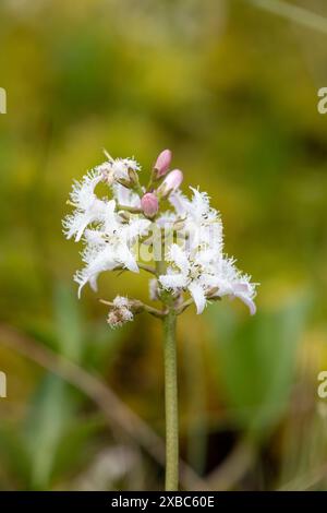 Nahaufnahme der Blüten der Bohnen (Menyanthes trifoliata) in Blüte Stockfoto