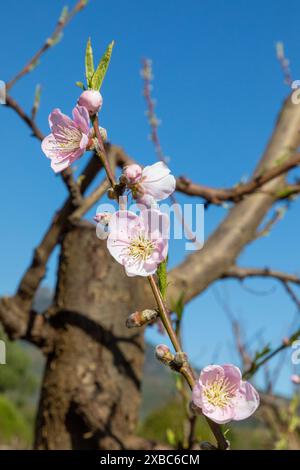 Rosafarbener Pfirsichbaum blüht im Frühling vor blauem Himmel. Stockfoto