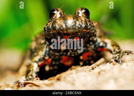 Feuerbauchkröte (Bombina bombina) in der Nähe von Ciglat, männlicher Levare, Zahorie, Slowakei Stockfoto