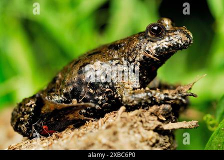 Feuerbauchkröte (Bombina bombina) in der Nähe von Ciglat, männlicher Levare, Zahorie, Slowakei Stockfoto