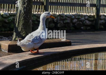 Einzelne graue und weiße Gans neben einem Wasserteich mit einem Holzzaun im Hintergrund. Stockfoto