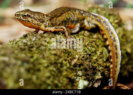 Karpatenmolch (Lissotriton montandonii) in einem Teich in Nizna Revuca, Liptov, Slowakei Stockfoto