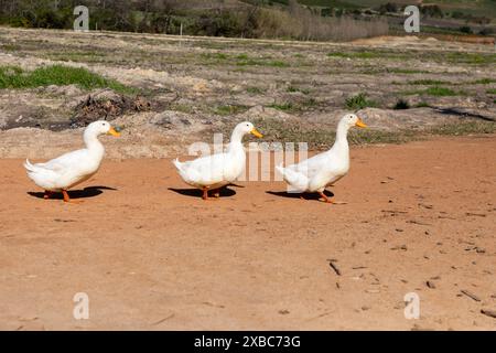 Drei weiße Gänse laufen mitten am Tag auf einem Stück Erde auf einer Farm. Stockfoto