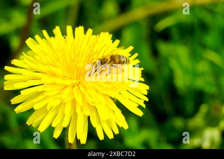 Bienen oder Honigbienen, die mit Pollen verziert sind, saugen Nektar von einer gelben Löwenzahnblüte, Bienen sammeln Pollen, Honigbienen auf einer Löwenzahnblüte Stockfoto