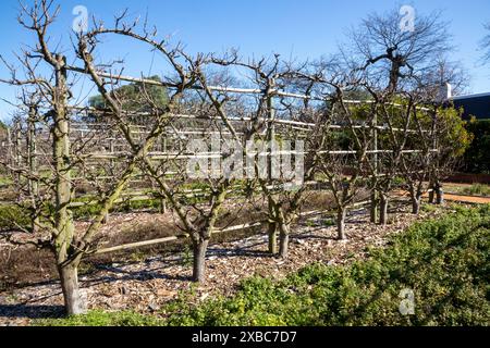 Birnen- und Apfelbäume werden an einem Rahmen gestreut, um in menschengemachte Formen zu wachsen. Stockfoto