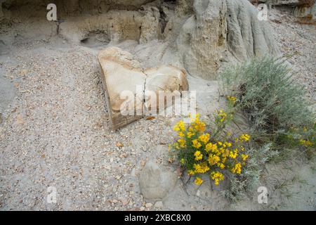 Gebrochene herzförmige Sandsteinkrautblumen und Wildblumen aus Kautschuk, Cannonball-Konkretionen ziehen sich in Theodore Roosevelt NP, North Dakota, USA Stockfoto