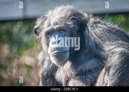 Gefangener Erwachsener Schimpanse in natürlicher Umgebung mit schwarzem Pelz Stockfoto