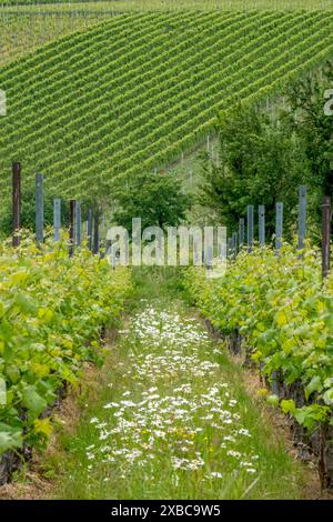 Weinberge im Frühjahr, Rebreihen, Margueriten (Leucanthemum), Südpfalz, Pfalz, Rheinland-Pfalz, Deutschland Stockfoto