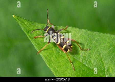 Gemeiner Widder (Clytus arietis) auf einem Blatt sitzend, Baden-Württemberg, Deutschland Stockfoto