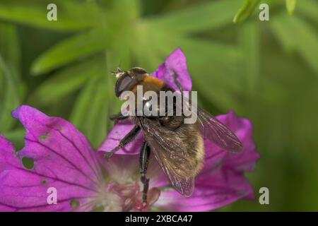 Nahaufnahme einer Hummel hoverfly (Volucella bombylans) auf einer blutigen Kranichschnabelblume (Geranium sanguineum), Baden-Württemberg, Deutschland Stockfoto