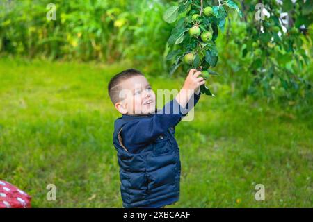 Ein Junge in einer blauen Jacke greift glücklich nach oben und pflückt Äpfel von einem Baum in einer üppigen grünen Umgebung. Weißrussland.Minsk Stockfoto