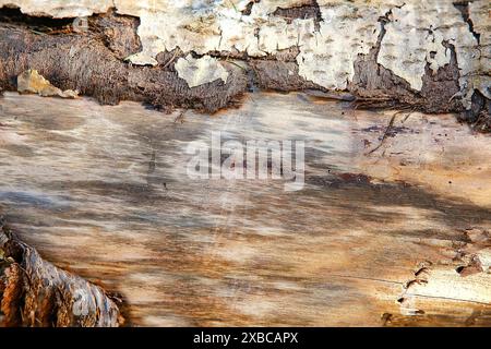 Nahansicht der Baumrinde mit komplexen natürlichen Mustern und Erdtönen mit teilweise abblätternder Außenschicht, Hintergrundbild Stockfoto