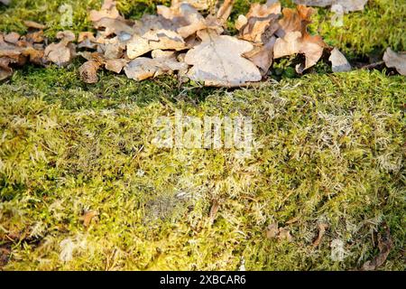 Grünes Moos und braune gefallene Blätter bedecken den Waldboden und schaffen so eine natürliche Herbstszene, Hintergrundbild Stockfoto