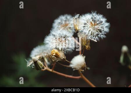 Nahaufnahme einer Löwenzahnpflanze, Taraxacum officinale, von der Sonne beleuchtet und isoliert auf schwarzem Hintergrund Stockfoto