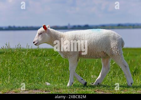 Hausschafe (Ovis gmelini aries), Lämmer im Deich an der Elbe, Tierkind, Wedeler Elbmarsch, Wedel, Schleswig-Holstein, Deutschland Stockfoto