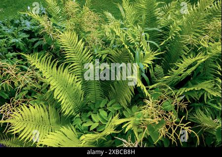 Grüne junge Frühlingsfarne, Allgäu, Schwaben, Bayern, Deutschland Stockfoto