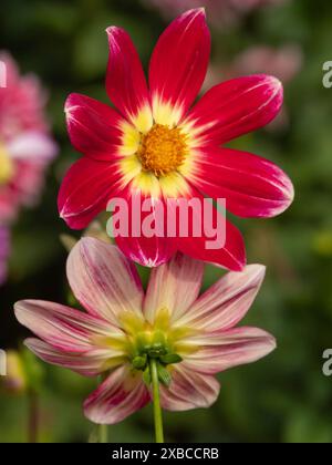 Zwei Dahlienblüten: Eine rot-gelbe und eine blassrosa Blüte, beide vor verschwommenem Hintergrund, Legden, Münsterland, Nordrhein-Westfalen, Deutschland Stockfoto