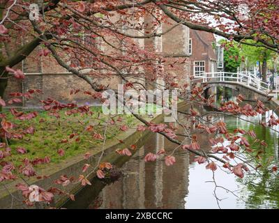 Ein idyllischer Kanal mit einer kleinen Brücke und hängenden Ästen mit roten Blättern vor alten Ziegelmauern, Delft, Holland, Niederlande Stockfoto