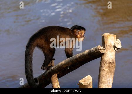 Braunes Kapuzinerkuchin (cebus apella) Stockfoto