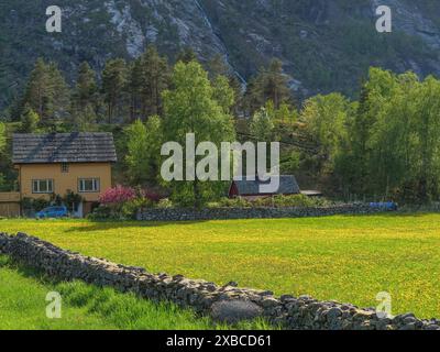 Ländliches Haus mit farbenfroher Vegetation und gelben Blumen auf einer Wiese, umgeben von Bergen und Bäumen, Eidfjoerd, Norwegen, Skandinavien Stockfoto