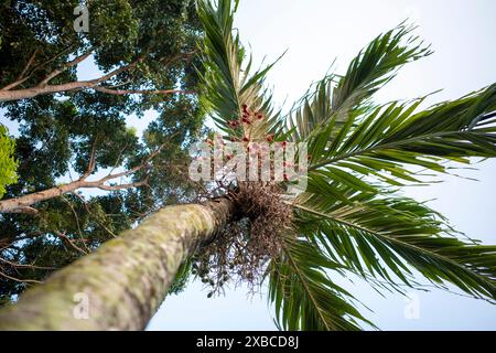 Rote Areca-Nusspalme, Betel-Nüsse, Betel-Palme (Areca catechu), die an ihrem Baum hängen. Stockfoto