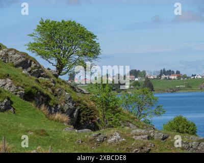 Ein einzelner Baum auf einem Hügel mit Blick auf einen See und weit entfernte Häuser, haugesund, norwegen, skandinavien Stockfoto