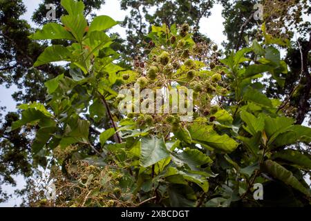 Die duftenden Teakkerne (Tectona grandis), die in dichten Clustern am Ende der Zweige angeordnet sind. Stockfoto