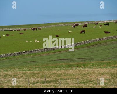 Kühe und Schafe weiden friedlich auf einer grünen Wiese am Hügel, ländliche und ruhige Atmosphäre, lerwick, shetlands, schottland, großbritannien Stockfoto