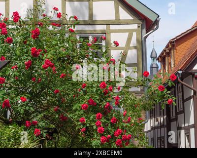 Rote Rosen blühen vor traditionellen Fachwerkhäusern in einem malerischen Dorf in Detmold, Nordrhein-Westfalen Stockfoto