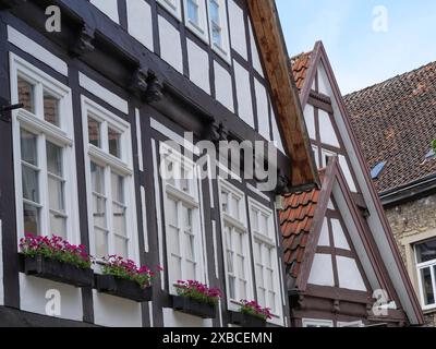 Reihe traditioneller Fachwerkhäuser mit weißen Fenstern, dekoriert mit Blumentöpfen, Detmold, Nordrhein-Westfalen, Deutschland Stockfoto