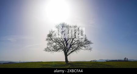 Ahornbaum (Acer pseudoplataus) bei Kornhofen, Allgäuer Alpenvorland, Allgäuer, Bayern, Deutschland Stockfoto