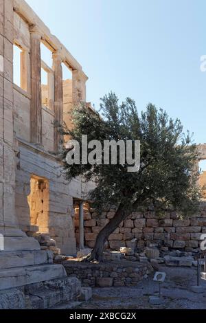 Heiliger Olivenbaum von Athena vor dem Erechteion-Tempel, Westfassade, Akropolis, Athen, Griechenland Stockfoto