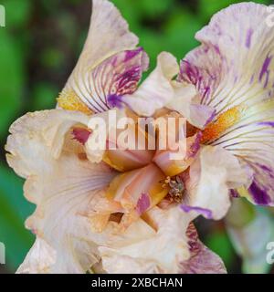 Pfirsichjam-Iris im New England Botanic Garden Stockfoto