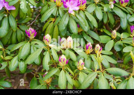 Rhododendron beginnt zu blühen im New England Botanic Garden Stockfoto