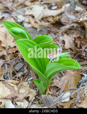 Pinkfarbener Damenschuh wächst im Garden in the Woods Framingham MA Stockfoto