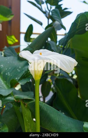Weiße Calla Lilienblume in einem Gewächshaus Stockfoto
