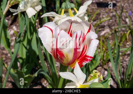 Weiß und rot gestreifte Tulpe blüht in Einem Garten Stockfoto