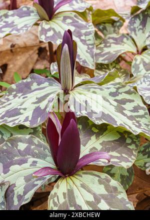 Geflecktes Trillium – die grünen Blätter der Trillium-Pflanze bilden die perfekte Kulisse für ihre leuchtend violette Blüte. Die Schönheit der Natur vom Feinsten! Stockfoto