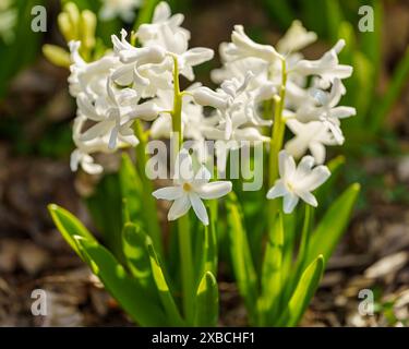 Wunderschönes Nahfoto einer weißen Hyazinthe-Blume. Stockfoto