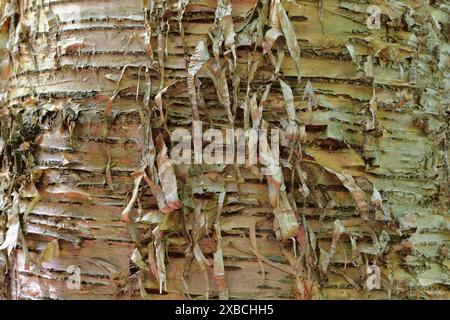 Gelbe Birke Nahaufnahme auf Rinde. Auch Goldbirke genannt. Betula alleghaniensis Stockfoto