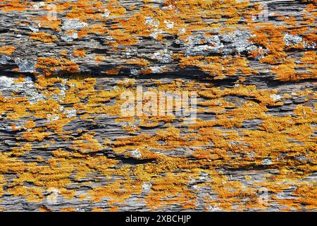 Gelbe Flechte auf Felsen. Nahaufnahme Stockfoto