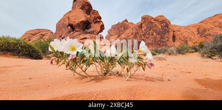 Wildblumen blühen vor roten Felsformationen im Valley of Fire State Park, Nevada. Stockfoto