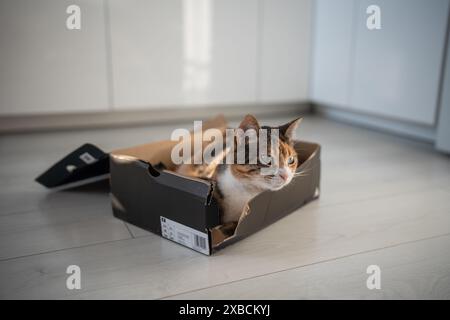 Zufriedene, verschlafene, flauschige Katze kletterte im Schuhkarton liegend hinauf und genoss nach dem aktiven Spiel auf dem Boden Ruhe Stockfoto