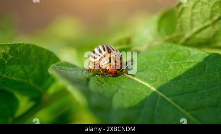 Leptinotarsa decemlineata, auch bekannt als Colorado Potato Beetle. Ausgewachsene gestreifte Kartoffelkäfer, die Kartoffelblätter essen. Farm-Schäden und Schädlingsbefall Stockfoto