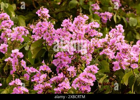 Atemberaubende Crape myrte, Lila Lagerstroemia indica, in Hanoi Altstadt, Vietnam, im Frühling. Nahaufnahme des blühenden Pflanzenporträts. Verführerisch, Erstaunlich Stockfoto