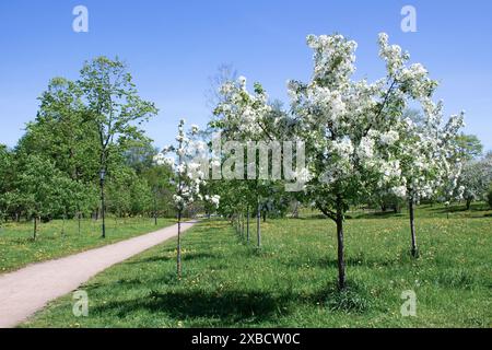 Kirschbäume, bedeckt mit zarten weißen Blüten im Frühjahr. Im Park wachsen entlang des Weges Kirschblüten. Stockfoto