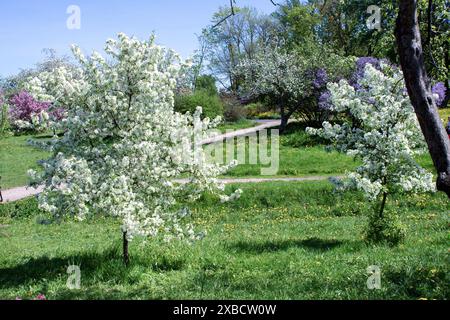 Kirschbäume, bedeckt mit zarten weißen Blüten im Frühjahr. Kirschblüten im Park. Stockfoto