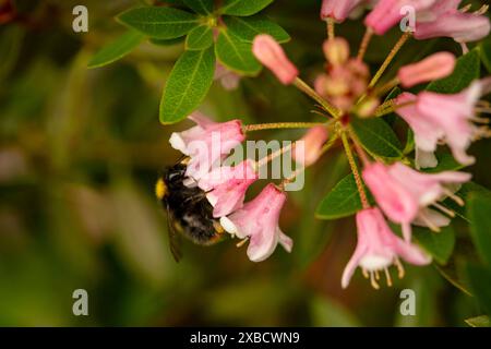 Natürliche Nahaufnahme blühende Pflanze Porträt des auffälligen Rhododendron Bloombux.abloom, Aufmerksamkeit erregend, schön, blühend, rot, bezaubernd, Stockfoto