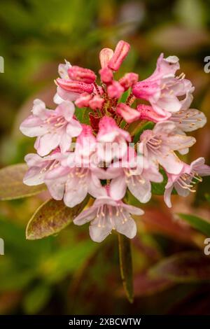 Natürliche Nahaufnahme blühende Pflanze Porträt des auffälligen Rhododendron Bloombux.abloom, Aufmerksamkeit erregend, schön, blühend, rot, bezaubernd, Stockfoto